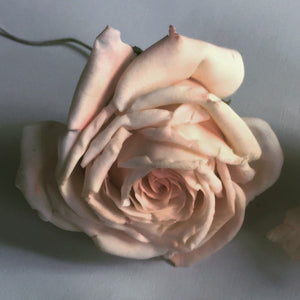 Semi-Private Rose Clinic